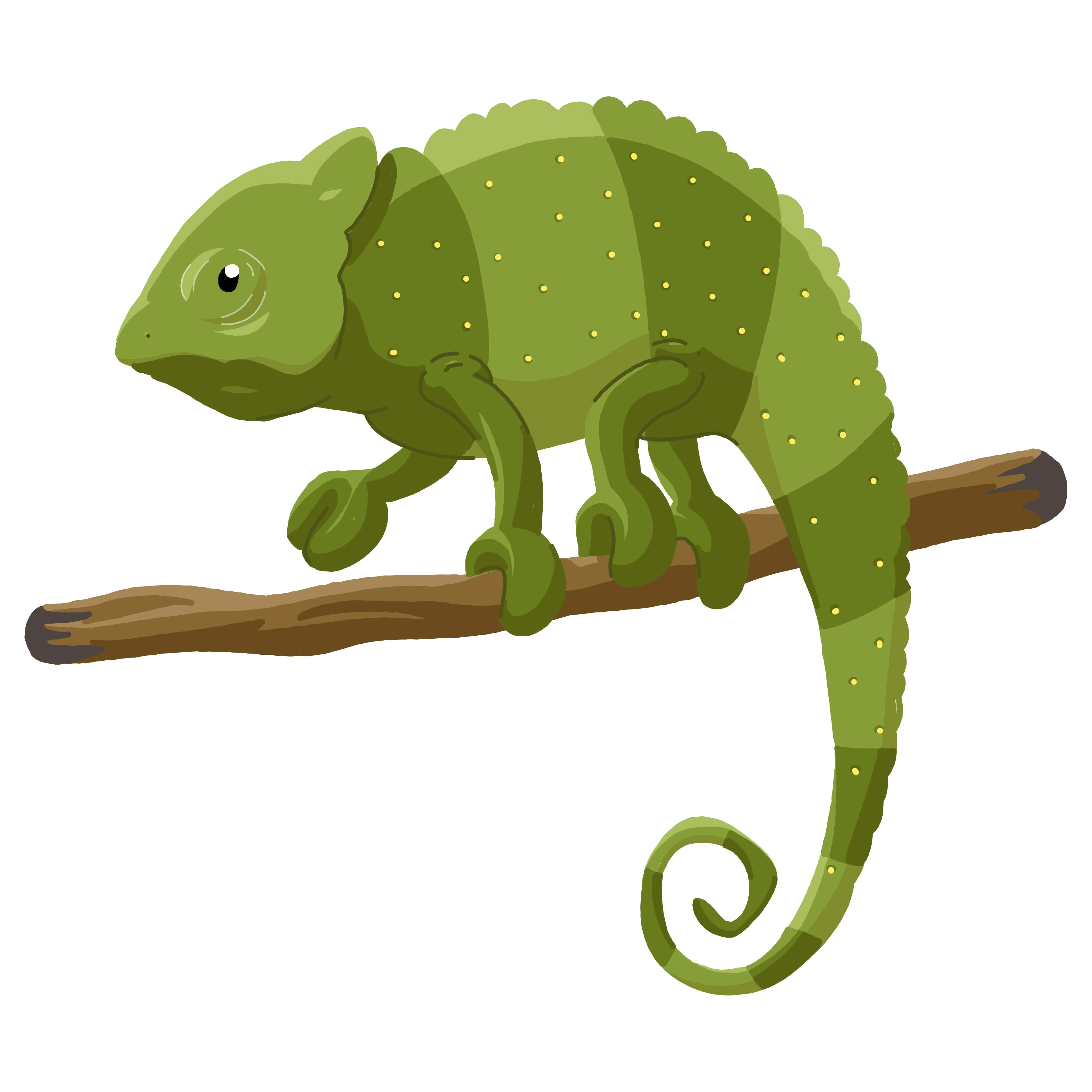 A chameleon on a tree branch