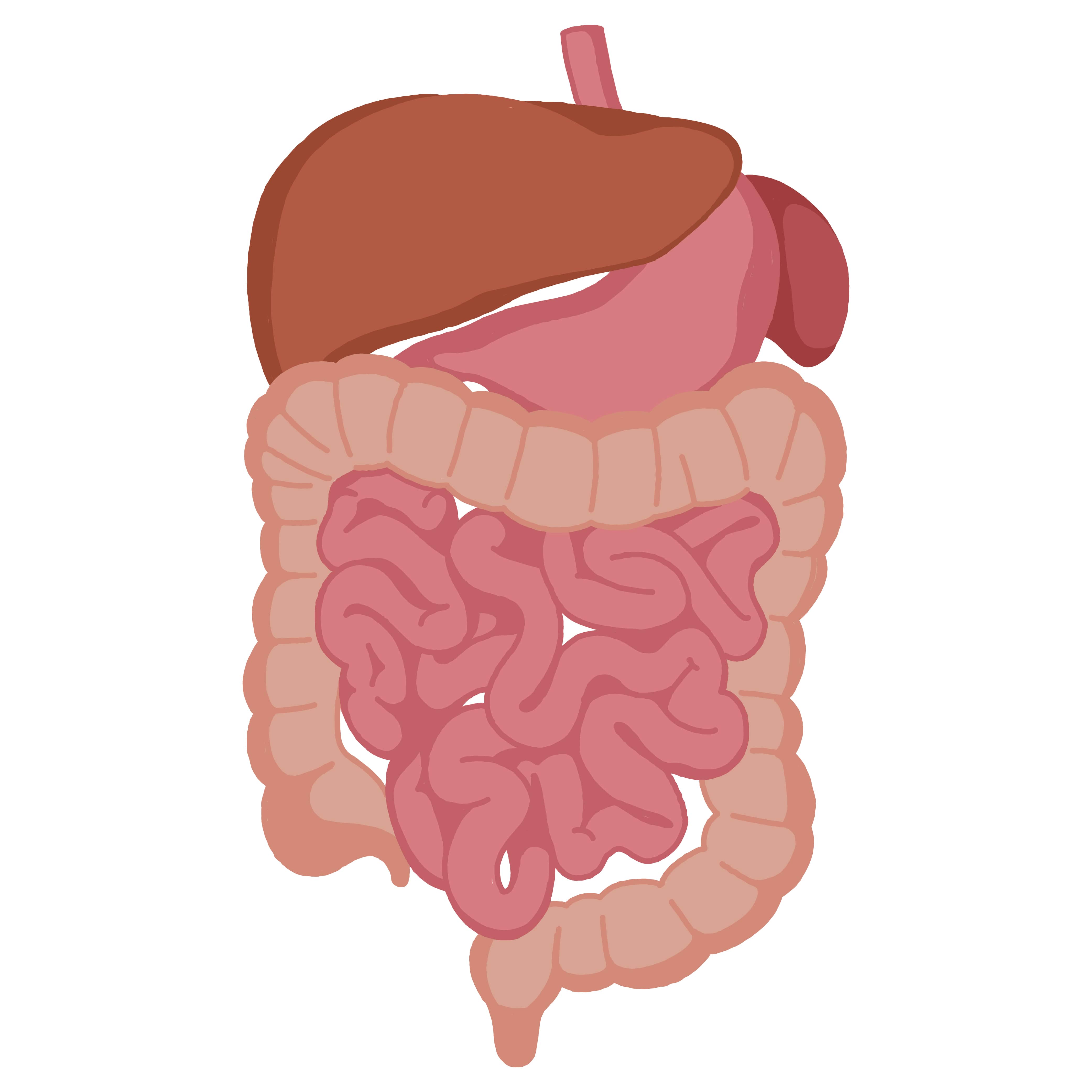 A human digestive system