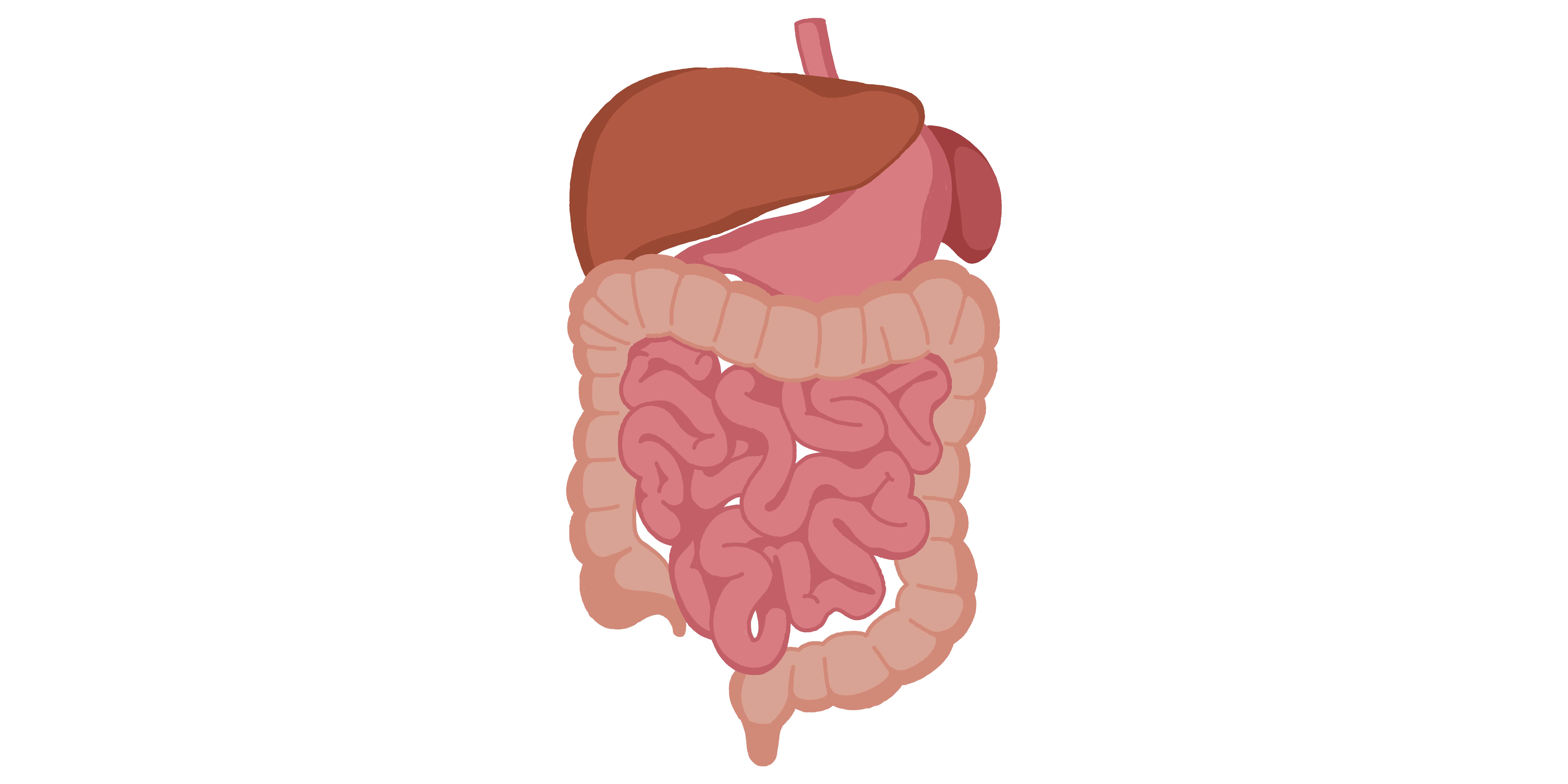 A human digestive system