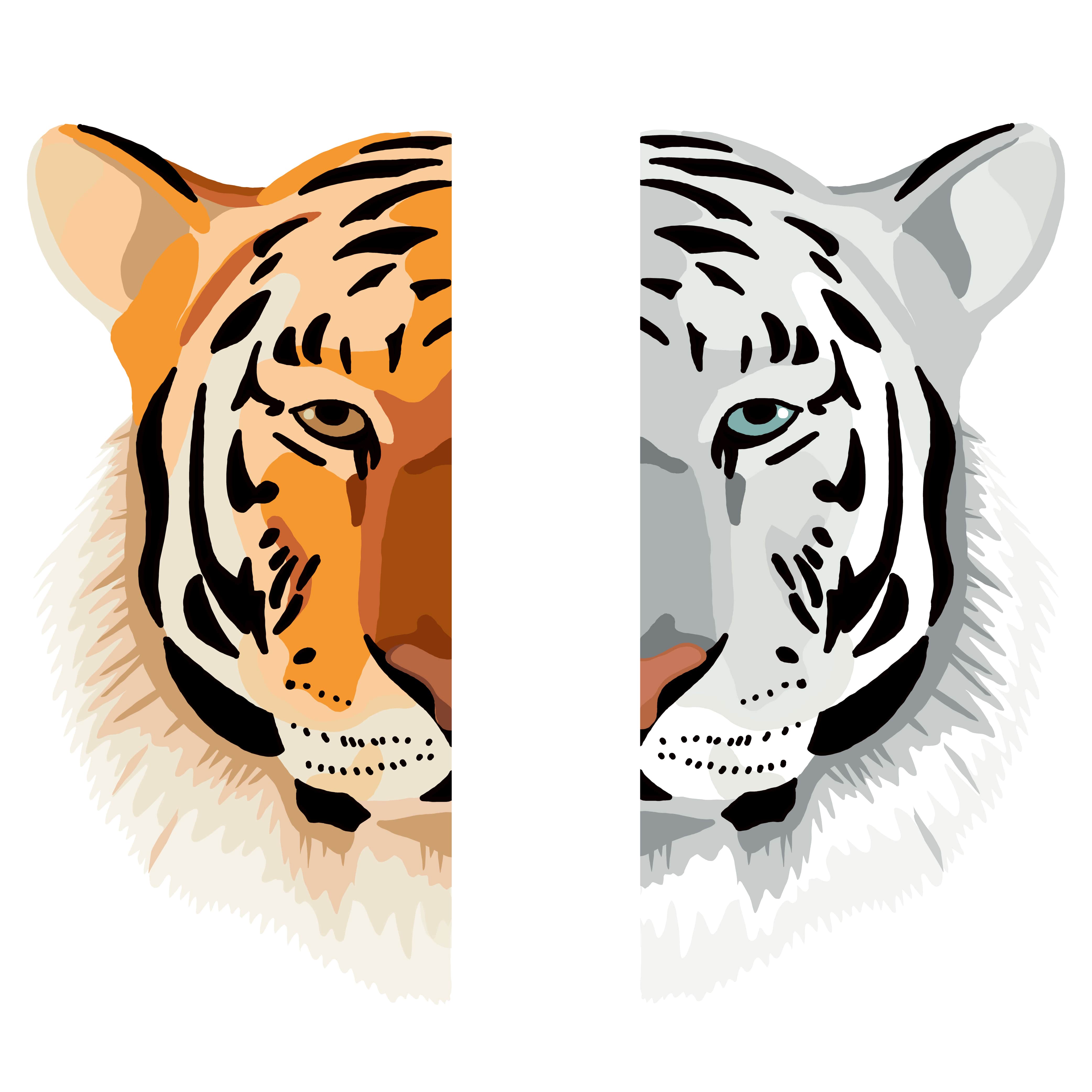 Half faces of a normal tiger to the left and a white tiger on the right