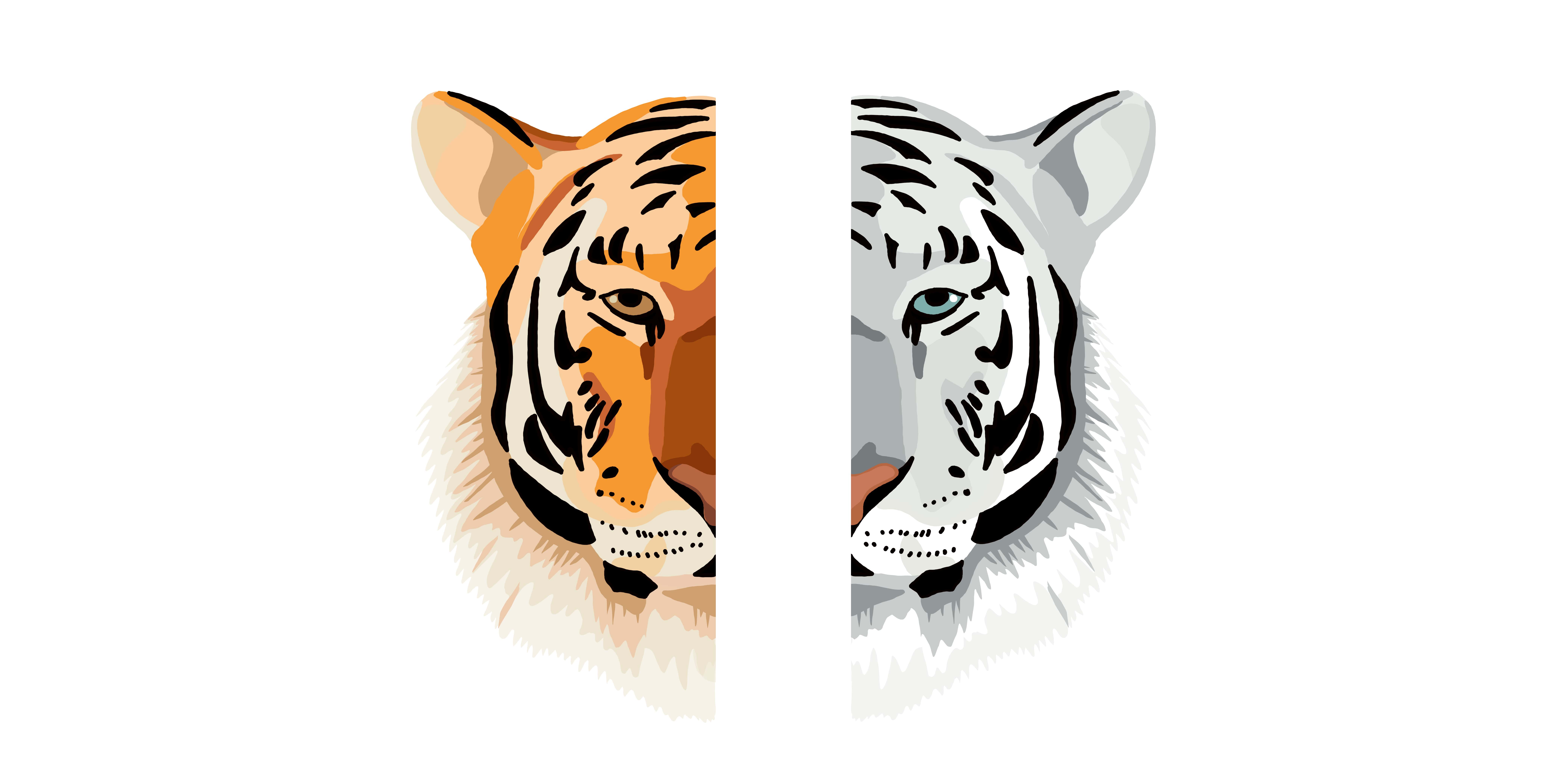 Half faces of a normal tiger to the left and a white tiger on the right