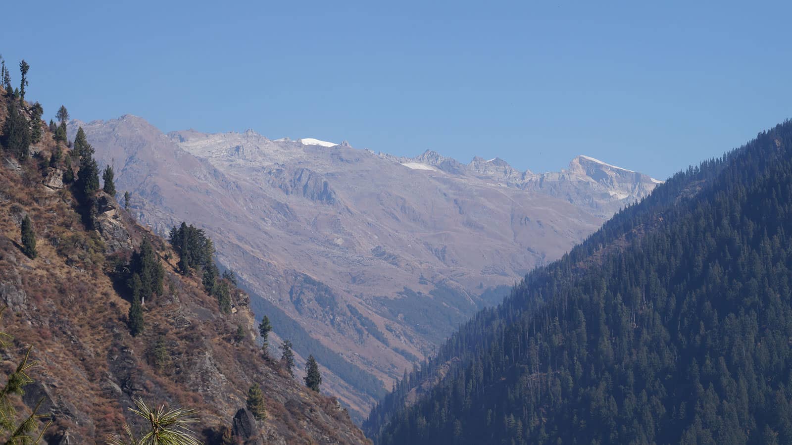 Vegetation cover near Malana