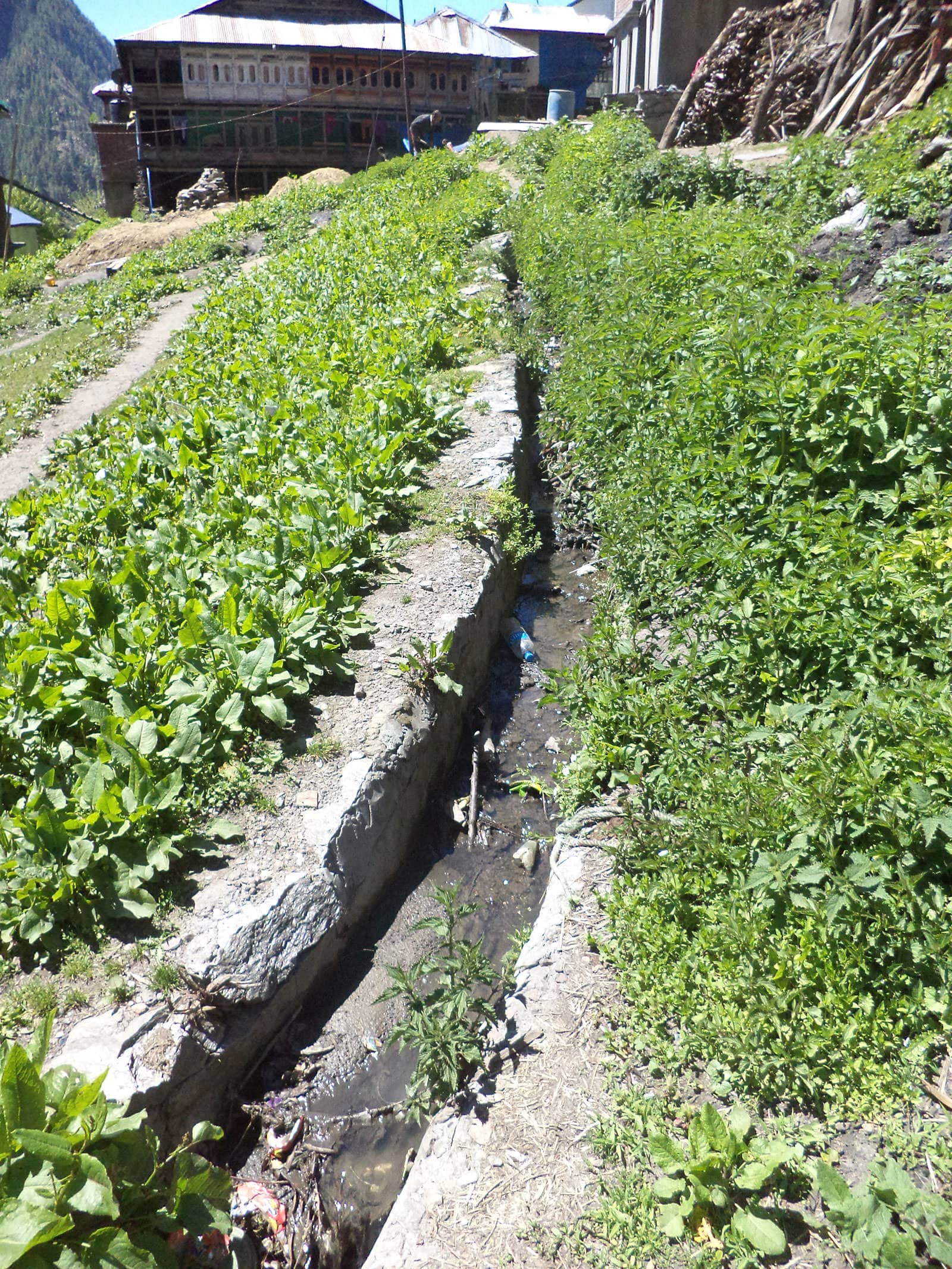 A cleaner drain unlike most in Malana